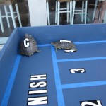 Montauk Yacht Club Turtle Races